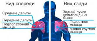Anatómia svalov ramena.  Šviháme správne.  Anatómia ramien – vedecký prístup k tréningu ramien Kde sa nachádza delta sval?