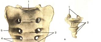 Torakalni kralješci, vertebrae thoracicae i lumbalni kralješci, vertebrae lumbales