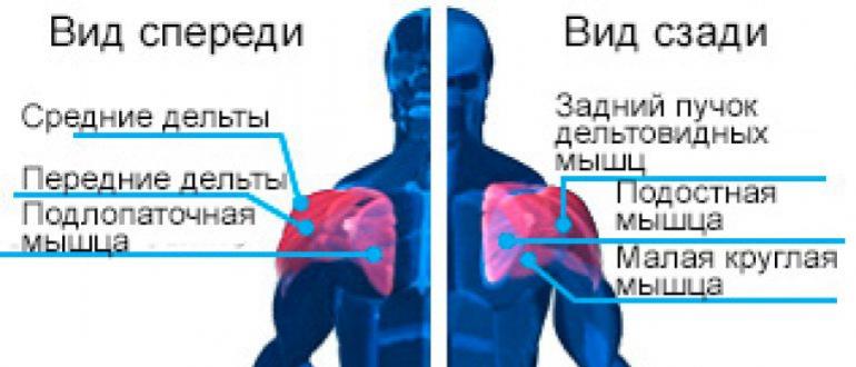 कंधे की मांसपेशियों की शारीरिक रचना.  आइए सही ढंग से झूलें।  कंधे की शारीरिक रचना - कंधे के प्रशिक्षण के लिए एक वैज्ञानिक दृष्टिकोण डेल्टा मांसपेशी कहाँ स्थित है?