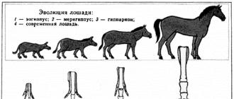أصل وتدجين الخيول التي كان البر الرئيسي موطنًا لأسلاف الخيول