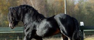 शायर घोड़े: विवरण और विशेषताएँ