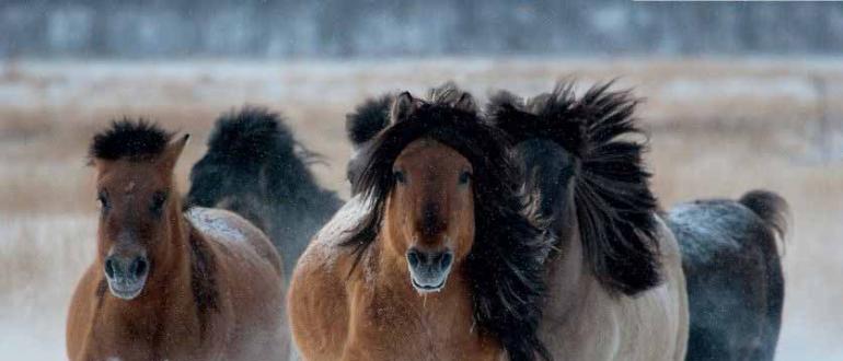 خيول ياكوت - سكان خيول التندرا ياكوت القاسية